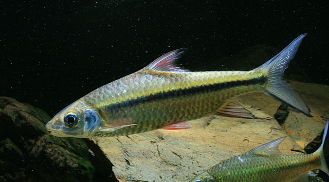 Poropuntius melanogrammus